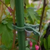 ЩИПКА 10БР HERLY - Image 2