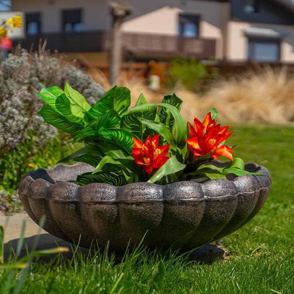 Саксия Мариетица малка, S